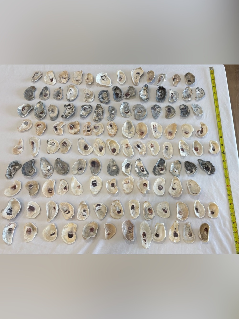 115 MIX COLOR OYSTER SHELLS BONITA SPRINGS  1.5" -2.5" FLORIDA CRAFT OR COLLECT - Picture 3 of 4